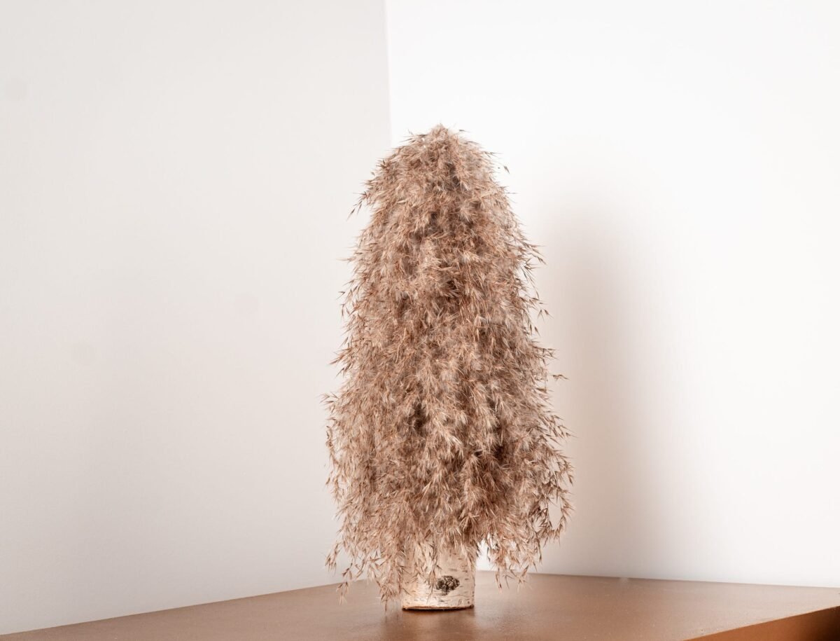 Pampas willow tree - Image 2