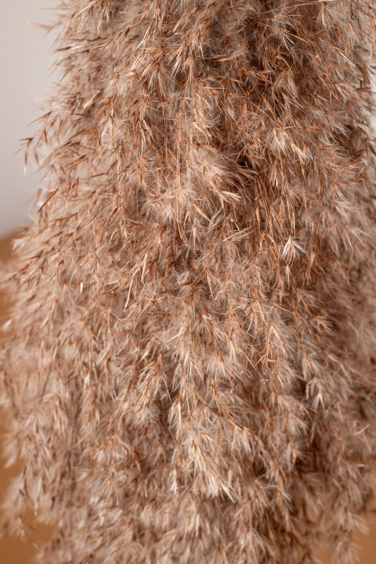 Pampas willow tree - Image 3