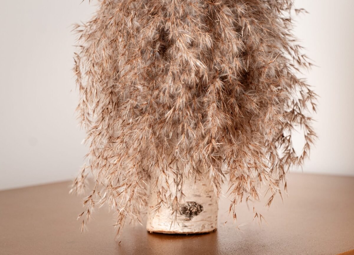 Pampas willow tree - Image 4