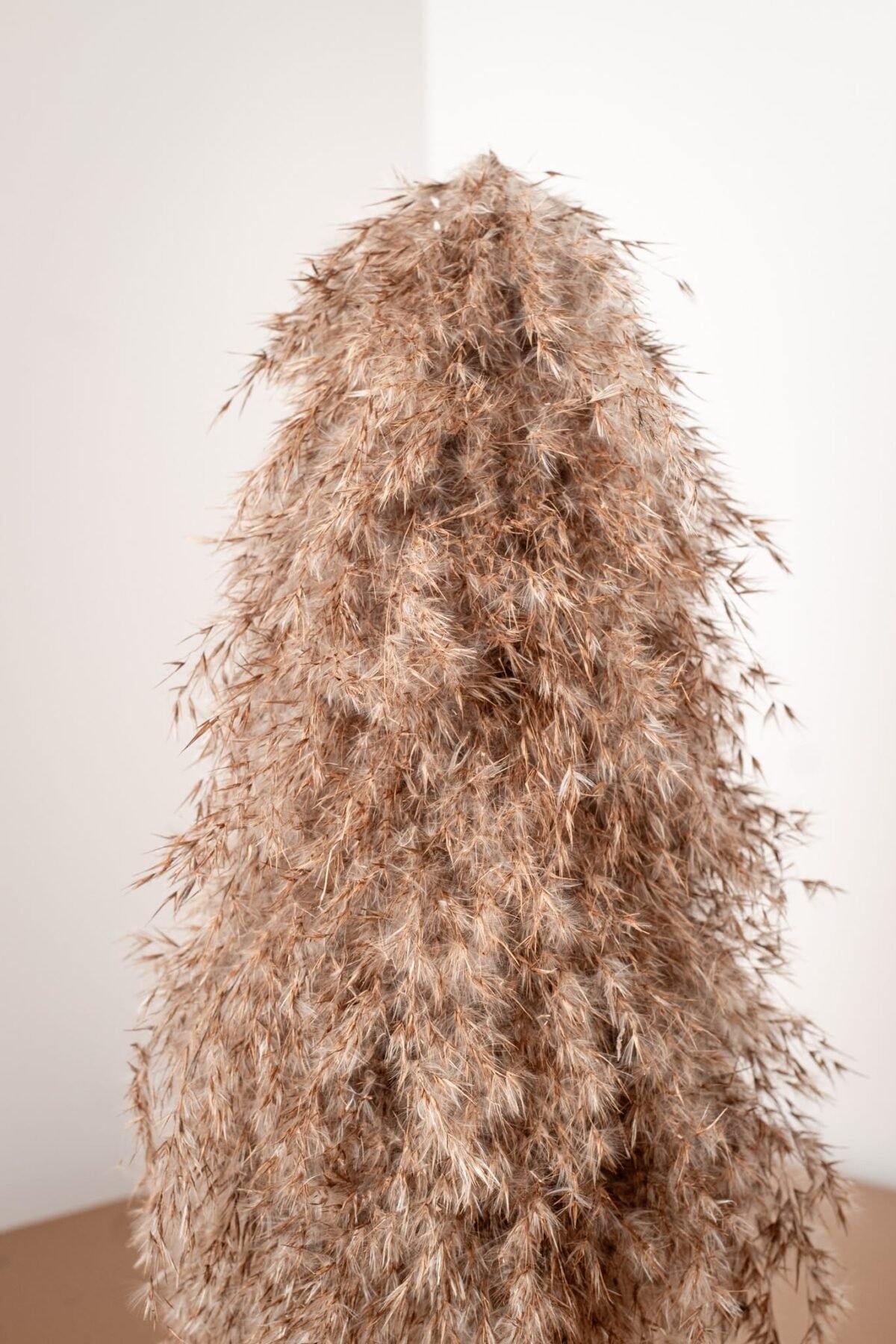Pampas willow tree - Image 5