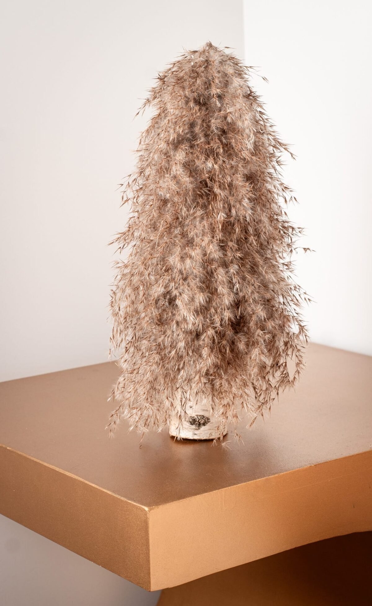 Pampas willow tree - Image 6