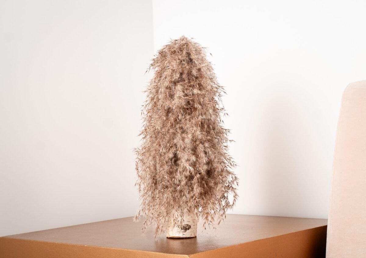 Pampas willow tree