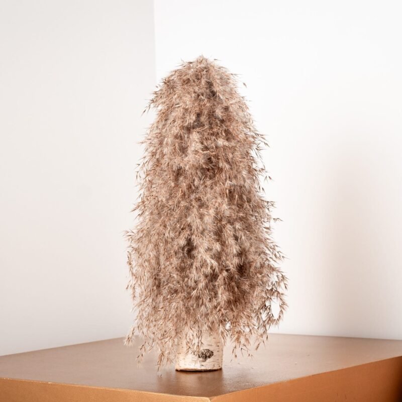 Pampas willow tree
