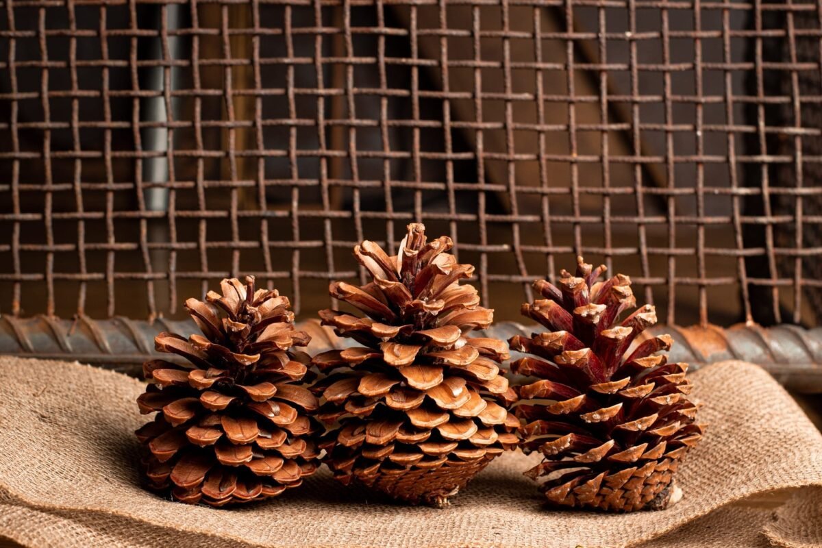 Giant Jumbo pinecones - Image 3