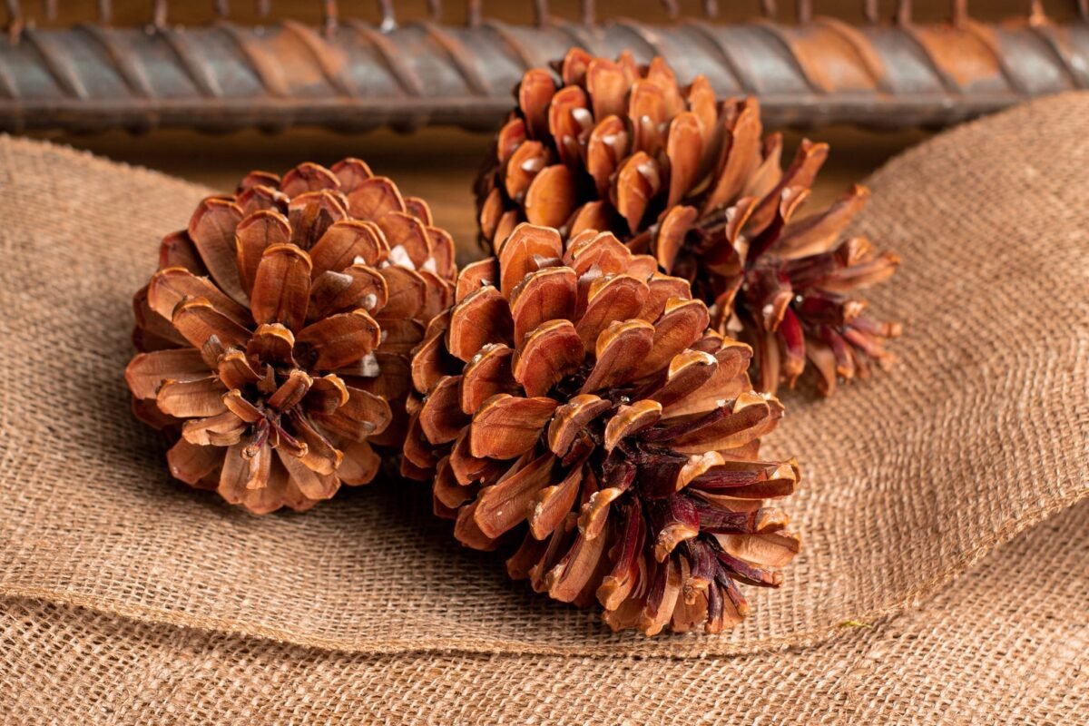 Giant Jumbo pinecones