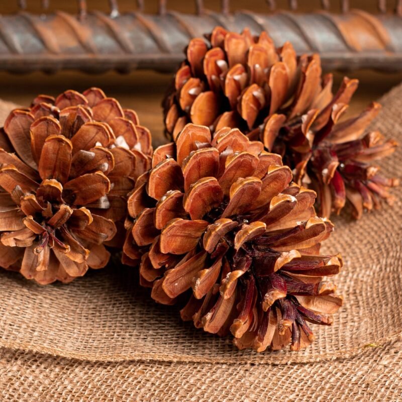 Giant Jumbo pinecones