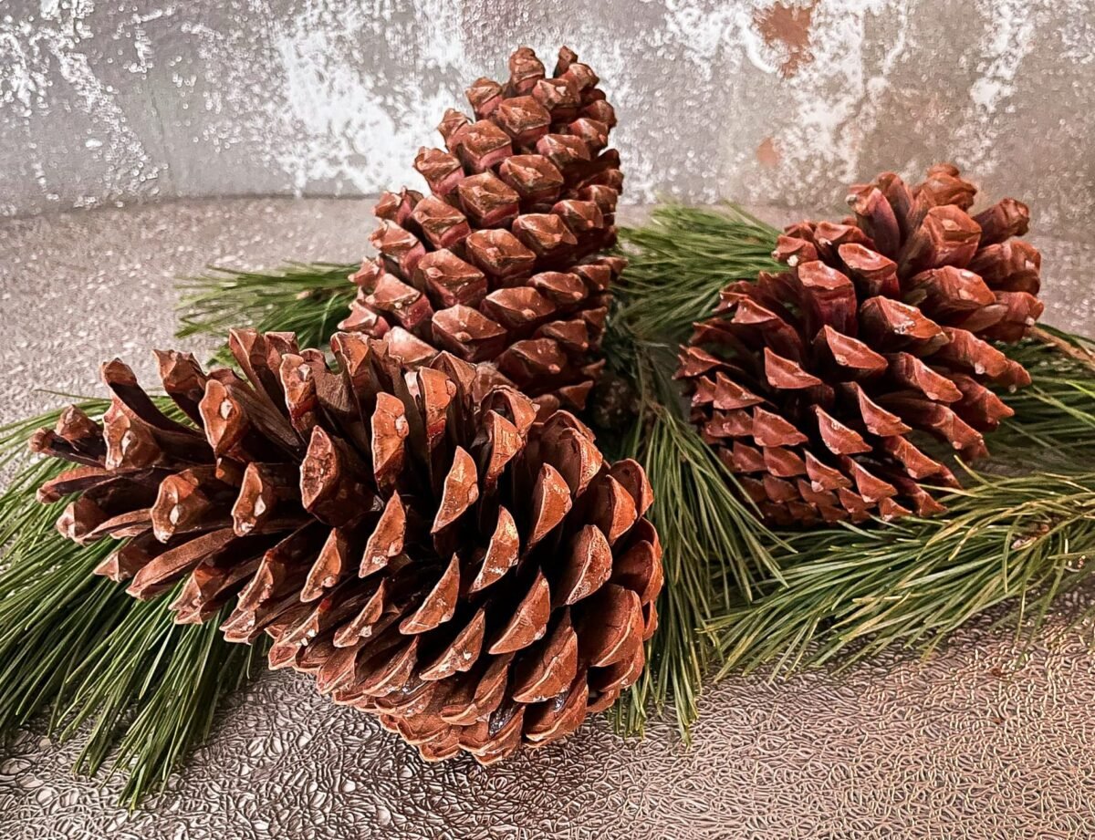 Giant Jumbo pinecones - Image 2