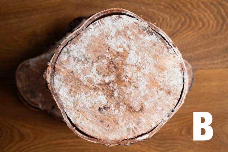 Birch wood slices - Image 4