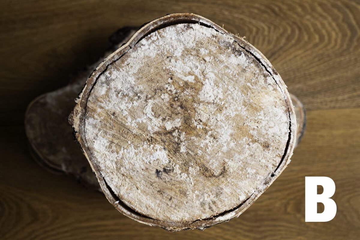 Birch wood slices - Image 2