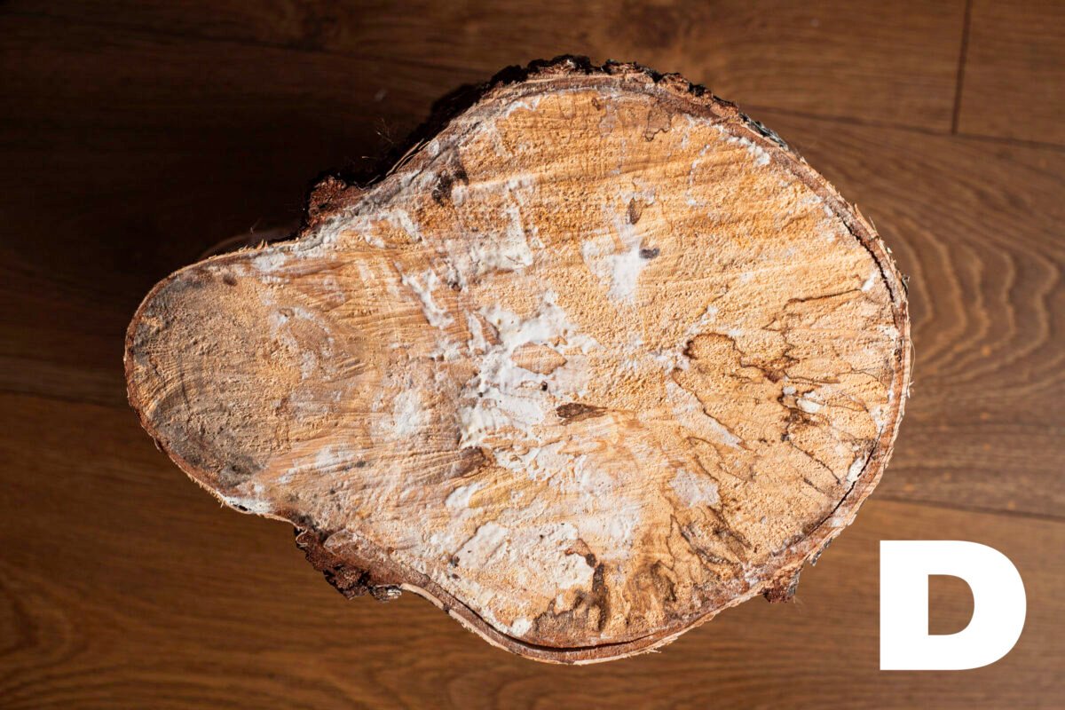 Birch wood slices - Image 6