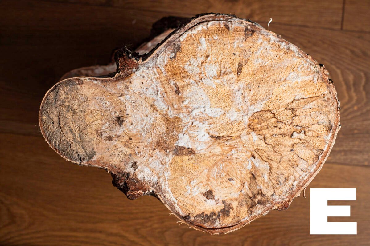 Birch wood slices - Image 7