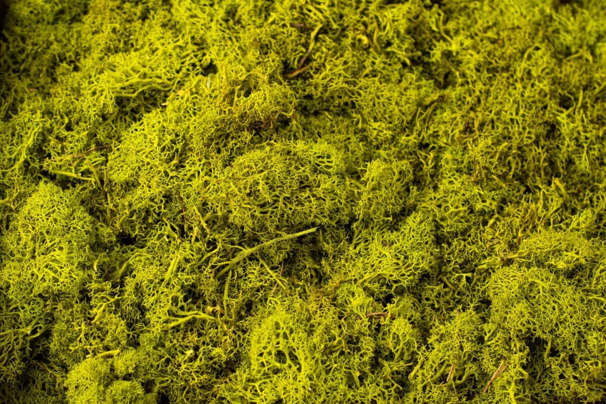Natural moss wreath - Image 9