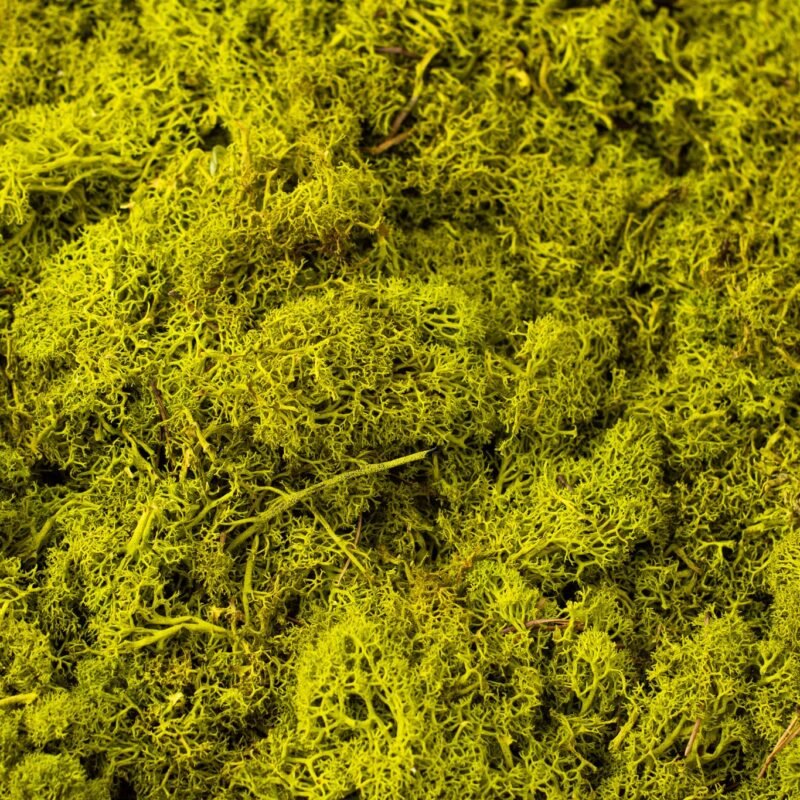 Natural preserved reindeer moss