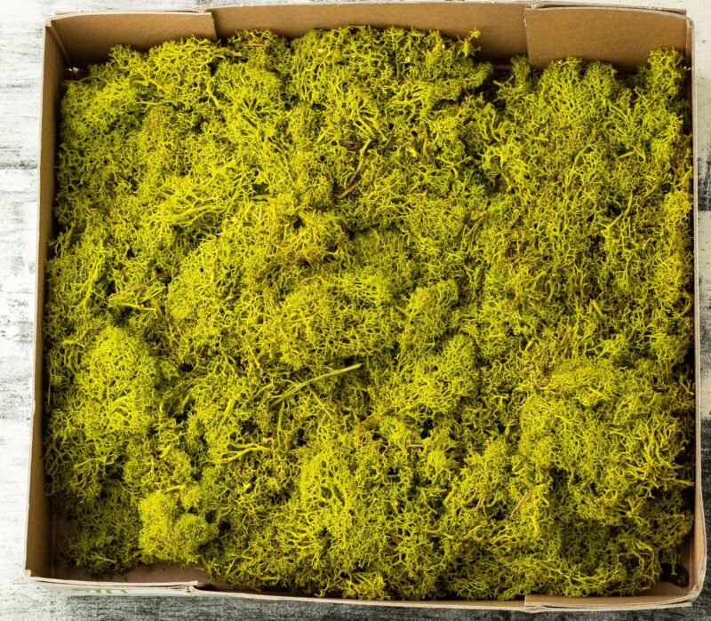 Natural preserved reindeer moss - Image 4