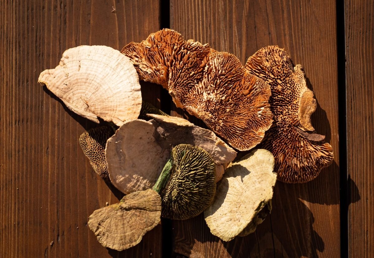 Multicolour reishi mushrooms - Image 4