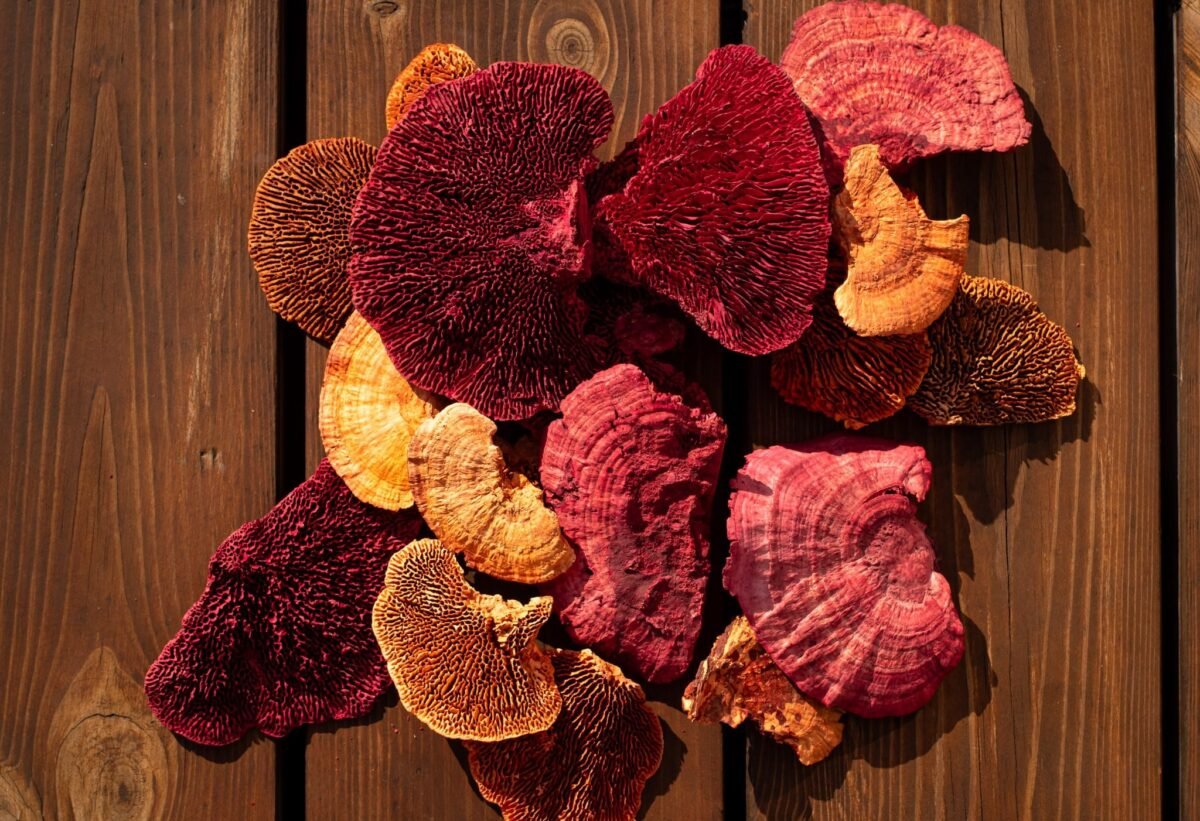 Multicolour reishi mushrooms