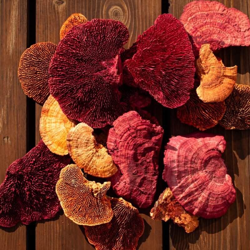 Multicolour reishi mushrooms