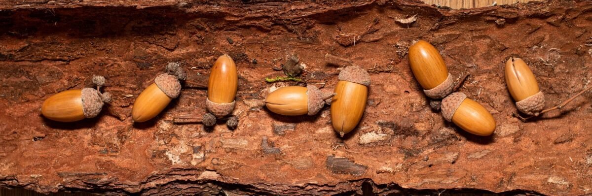 Natural acorns - Image 4