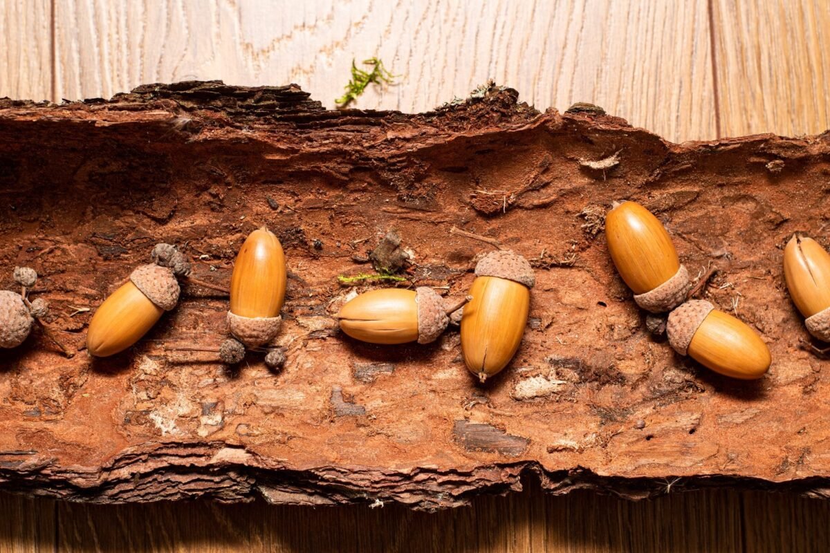 Natural acorns - Image 3
