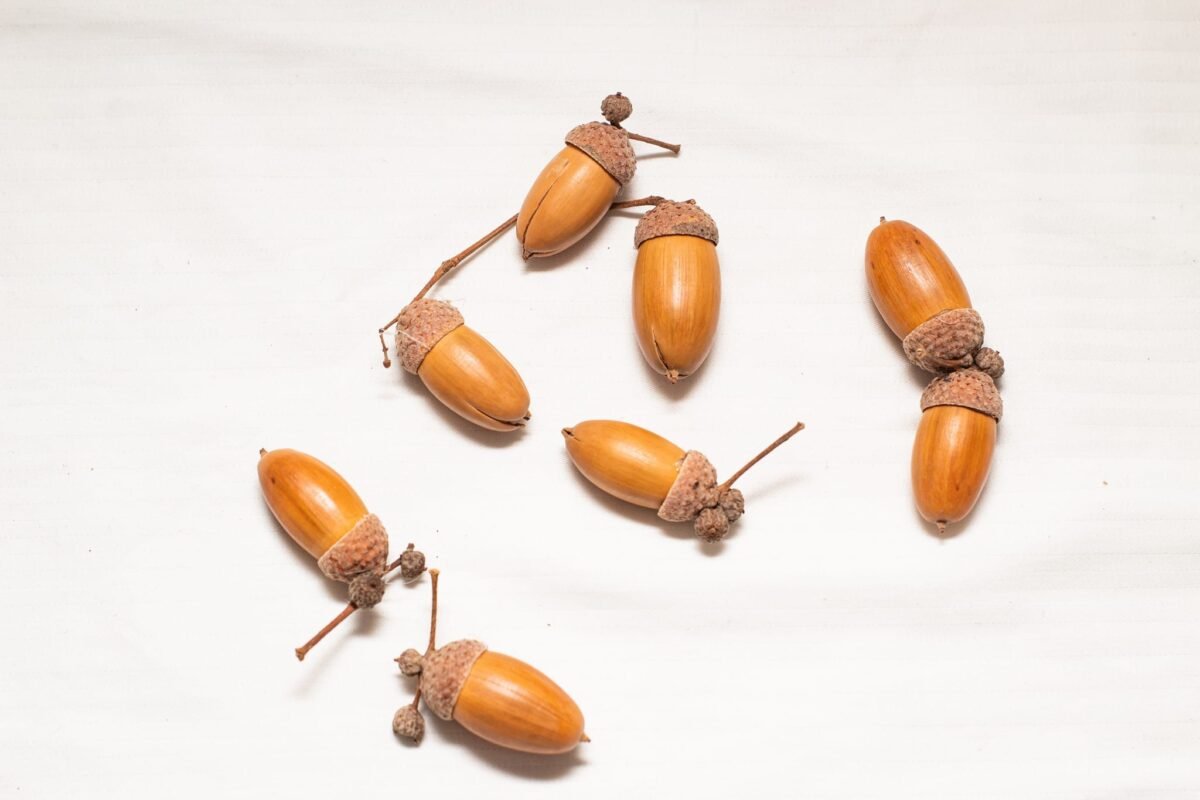 Natural acorns - Image 5