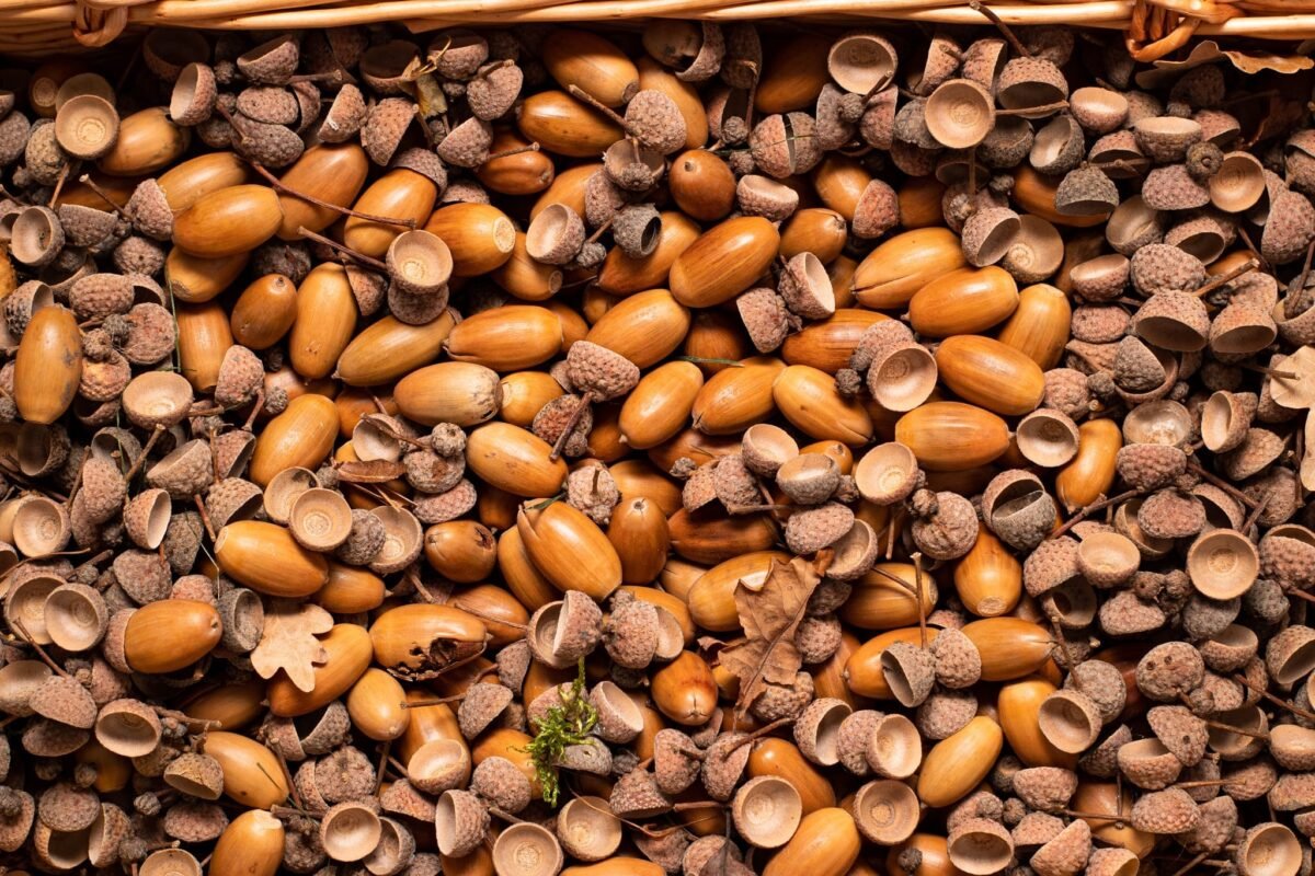 Natural acorns - Image 2