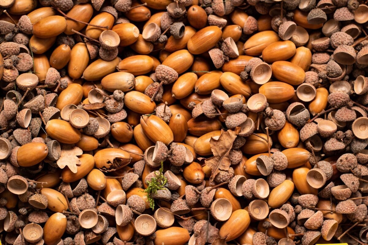Acorn tree - Image 10