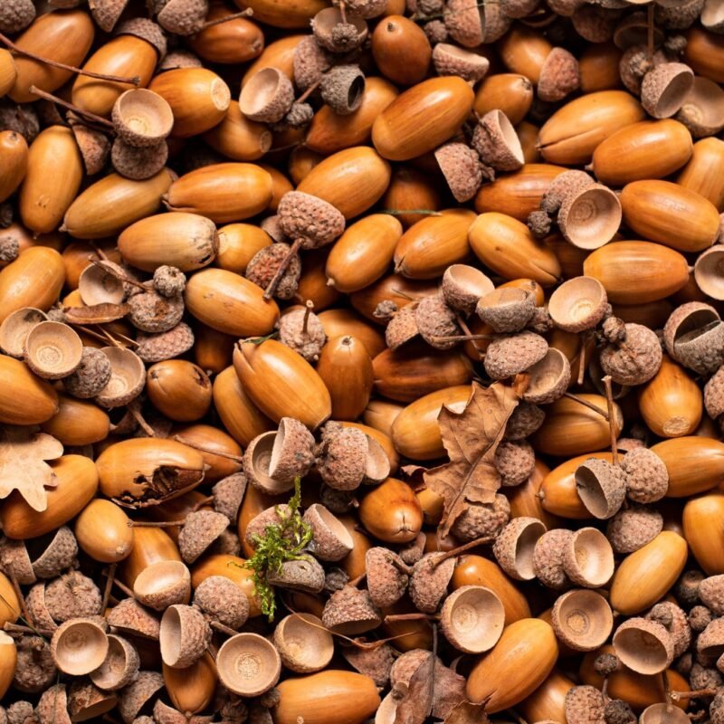Natural acorns