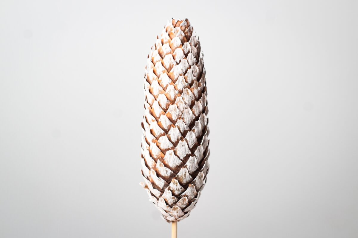 Mini pinecone trees - Image 7