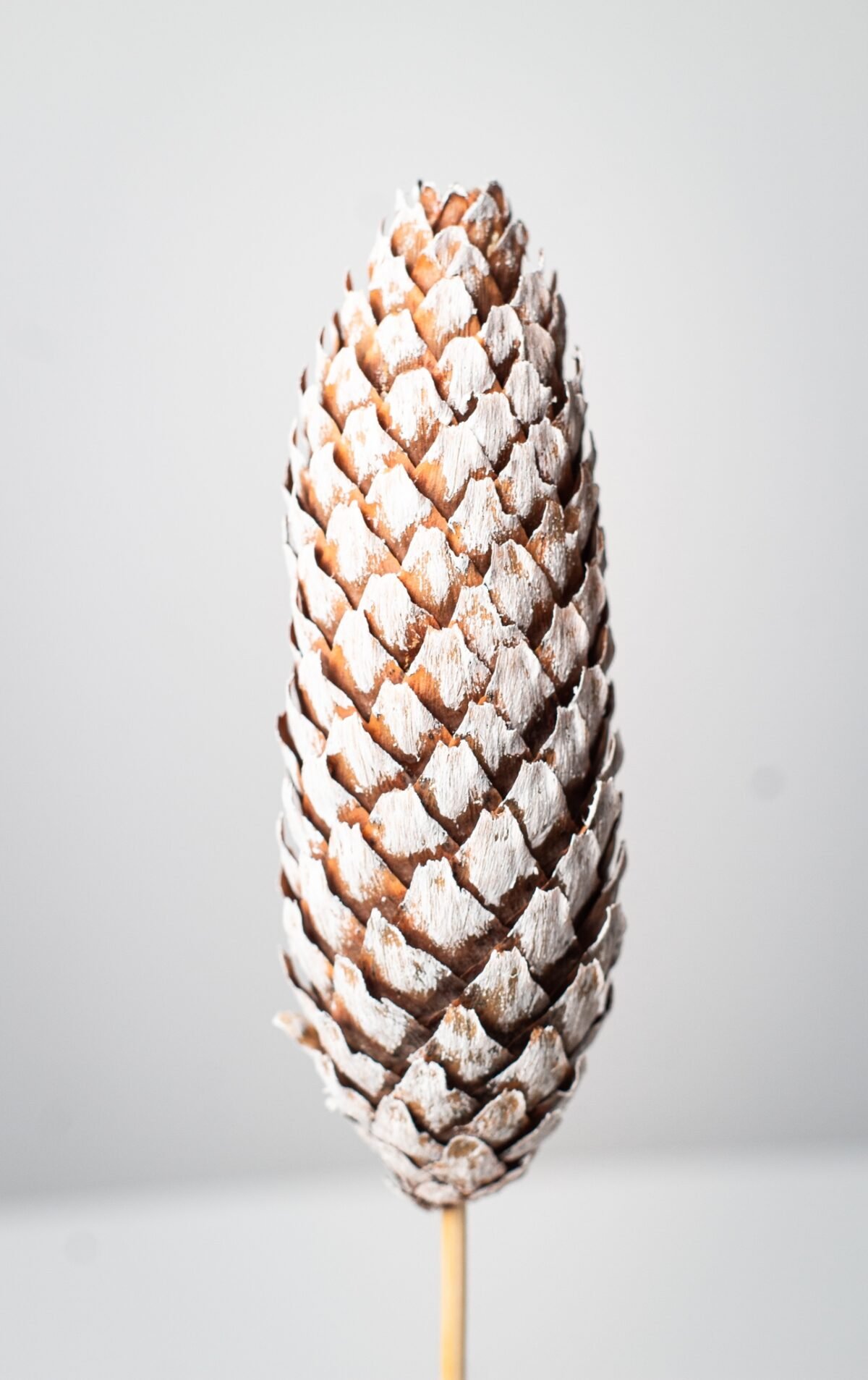 Mini pinecone trees - Image 2