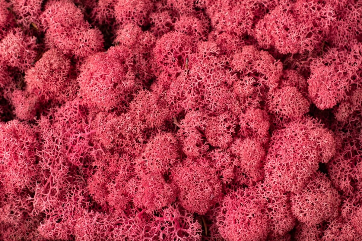 Natural preserved pink reindeer moss - Image 4