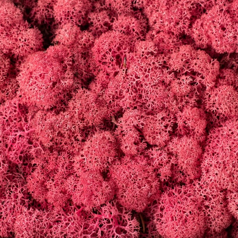 Natural preserved pink reindeer moss