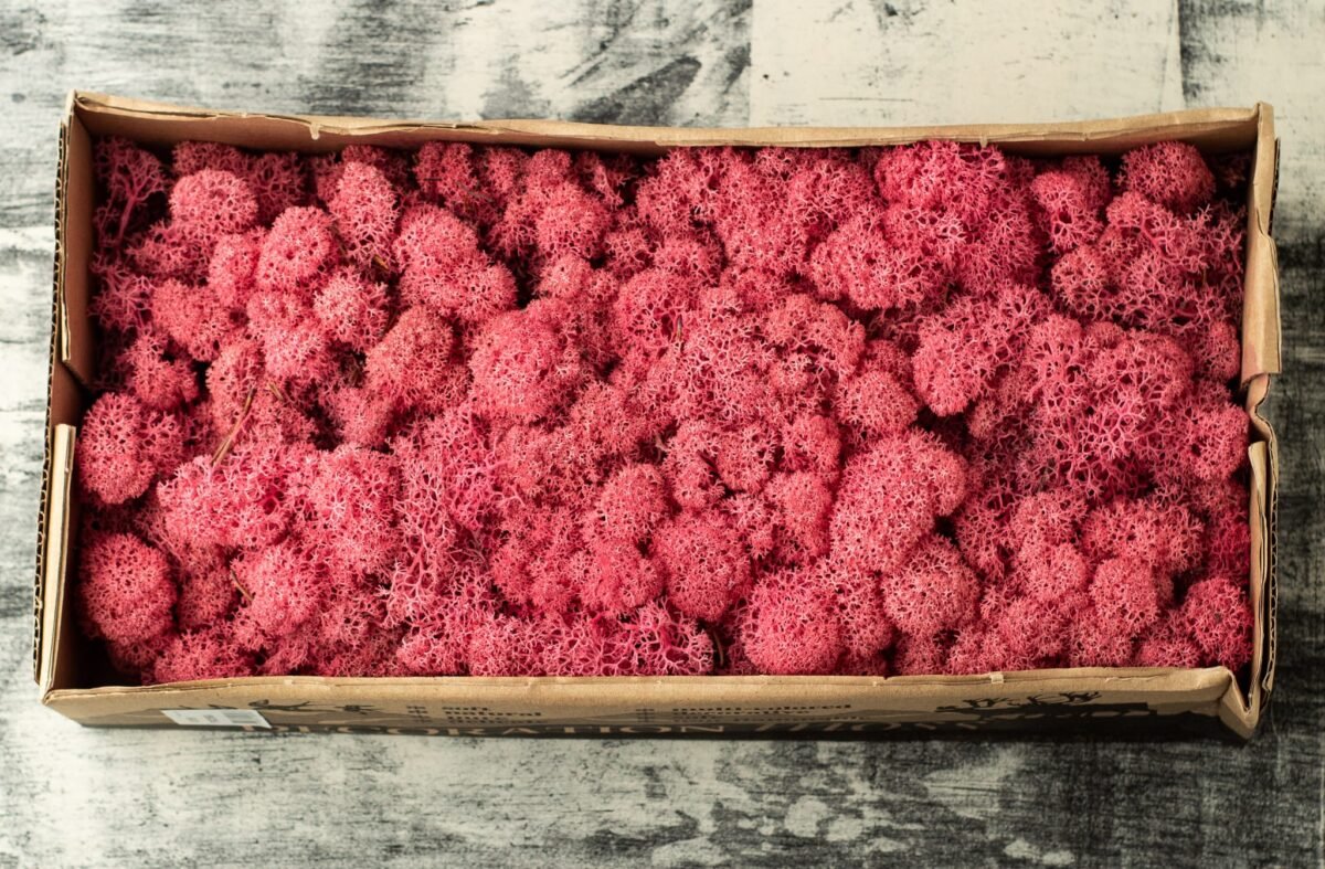 Natural preserved pink reindeer moss - Image 2