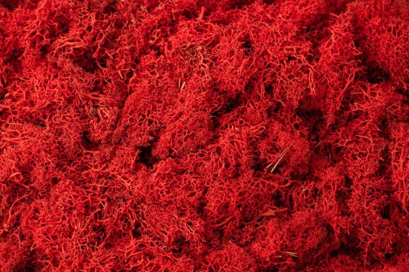 Natural preserved red reindeer moss - Image 2