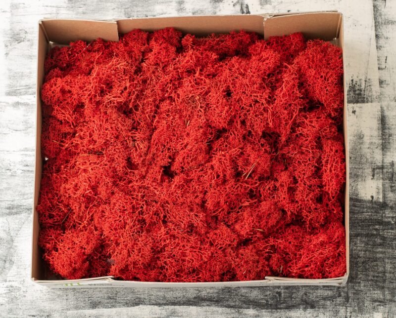 Natural preserved red reindeer moss - Image 4