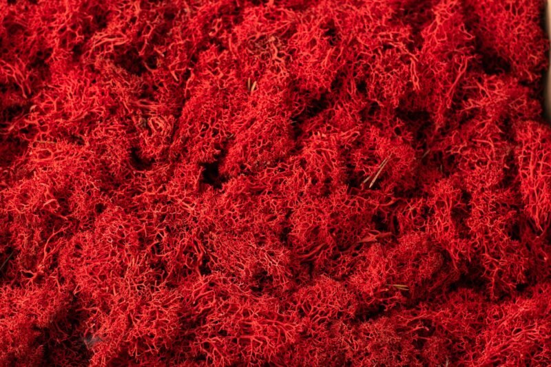 Natural preserved red reindeer moss - Image 5