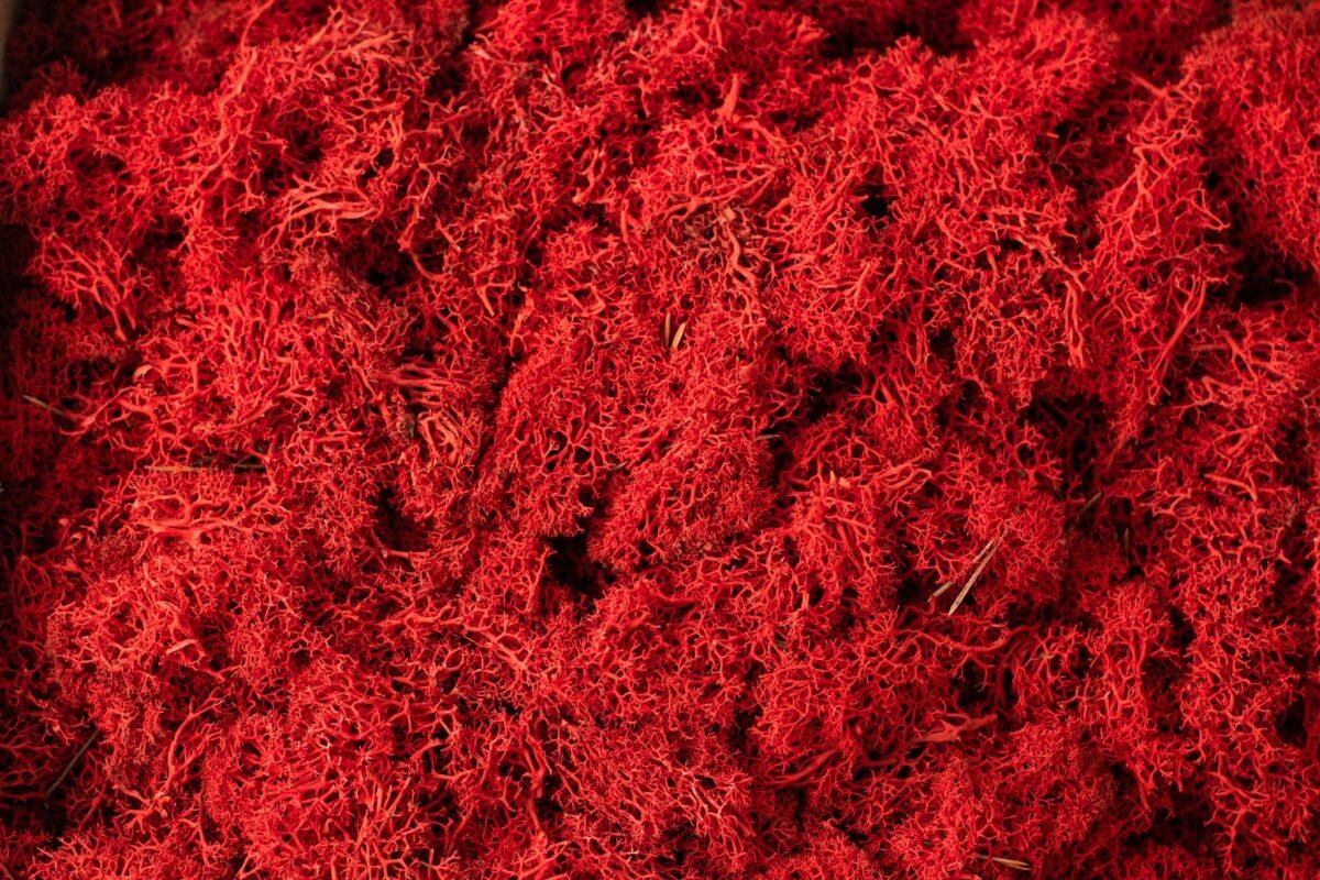 Natural preserved red reindeer moss