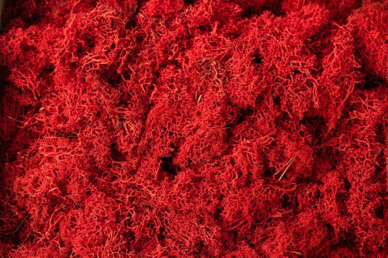 Natural preserved red reindeer moss