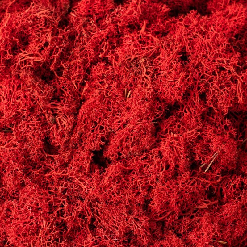 Natural preserved red reindeer moss