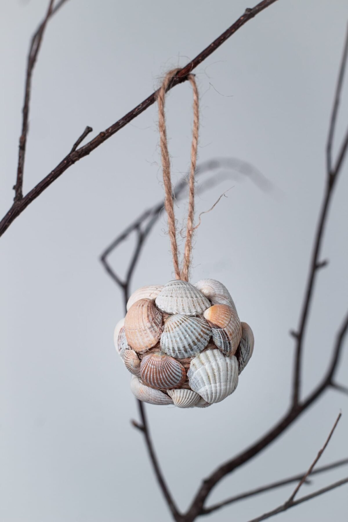 Tropical seashell ornamenents