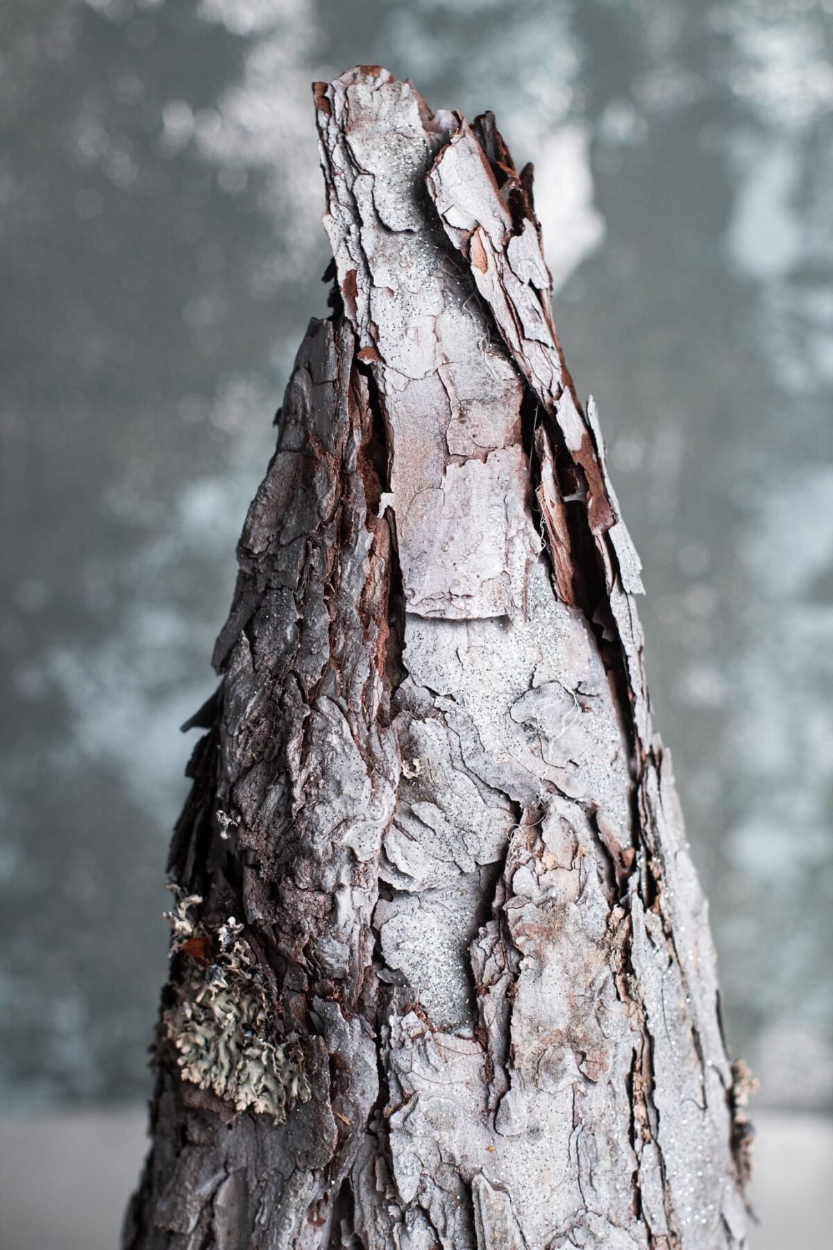 Silver bark tree - Image 3