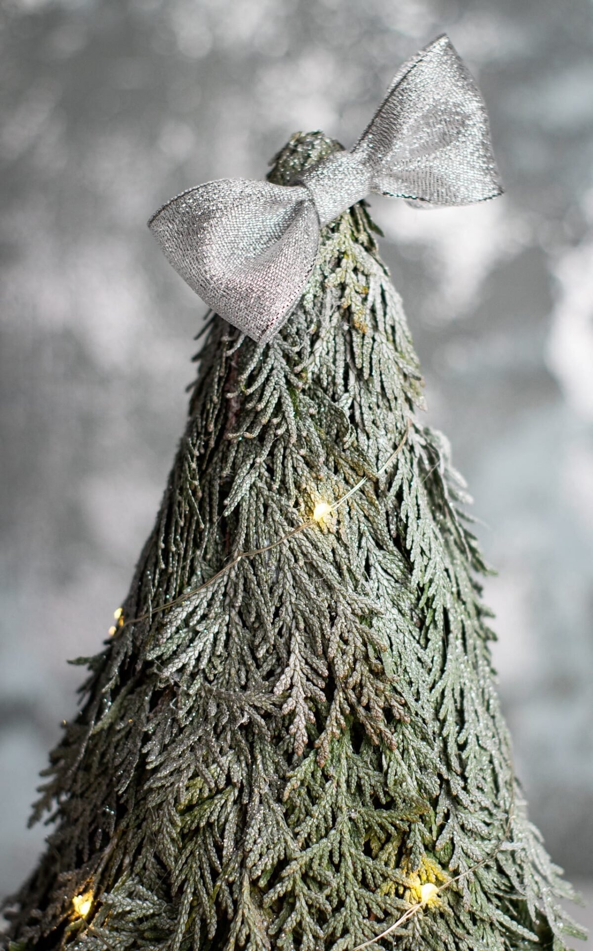 Thuja Christmas tree - Image 7