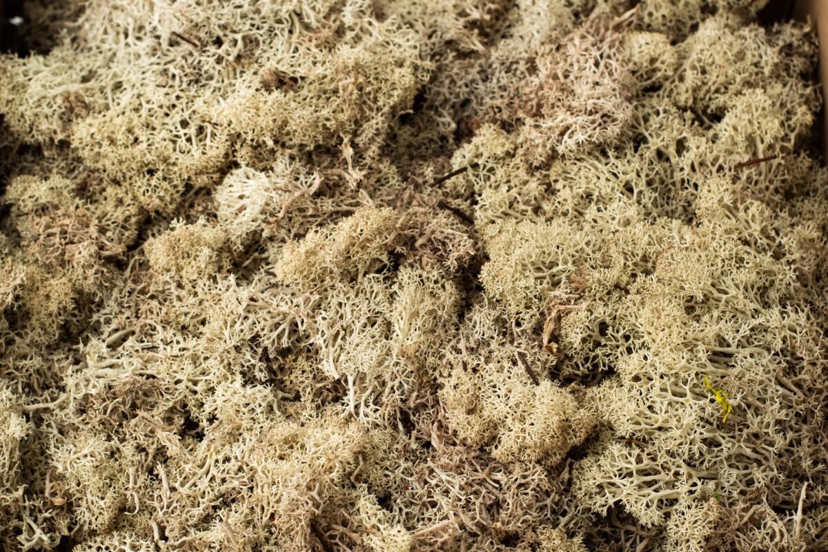 Natural preserved beige reindeer moss - Image 2