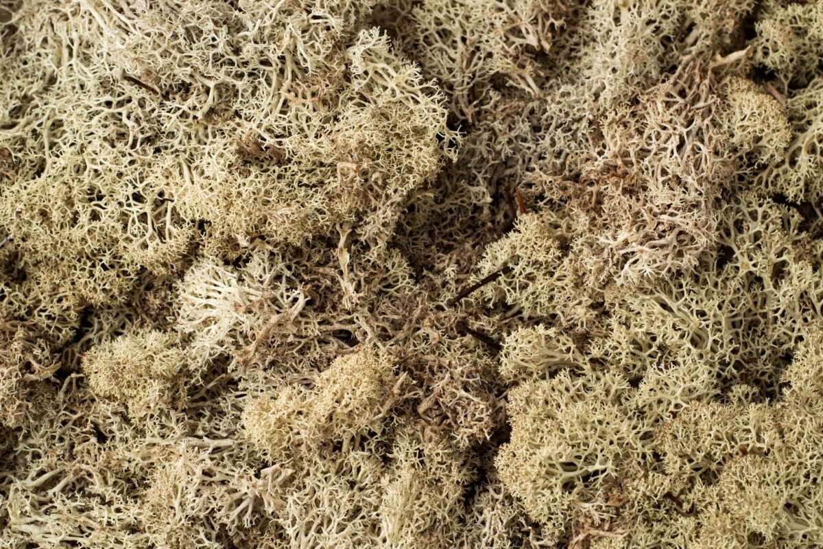 Natural preserved beige reindeer moss - Image 3