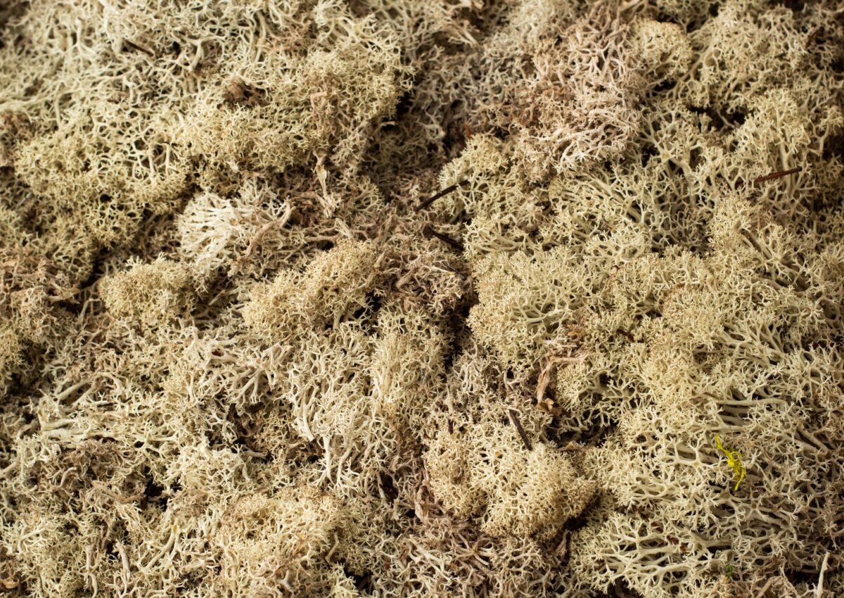 Natural moss wreath - Image 13