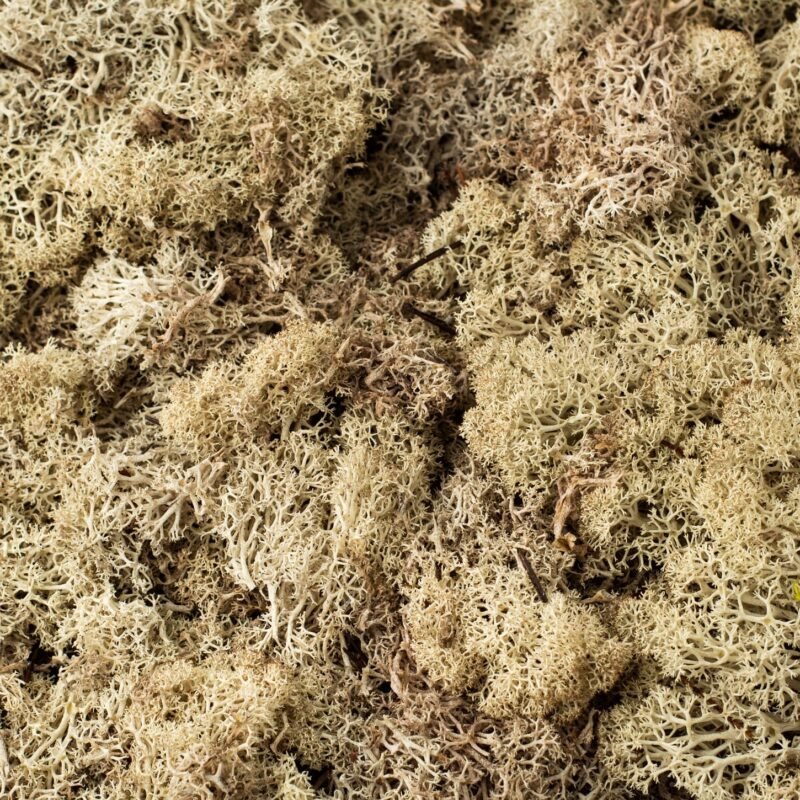 Natural preserved beige reindeer moss