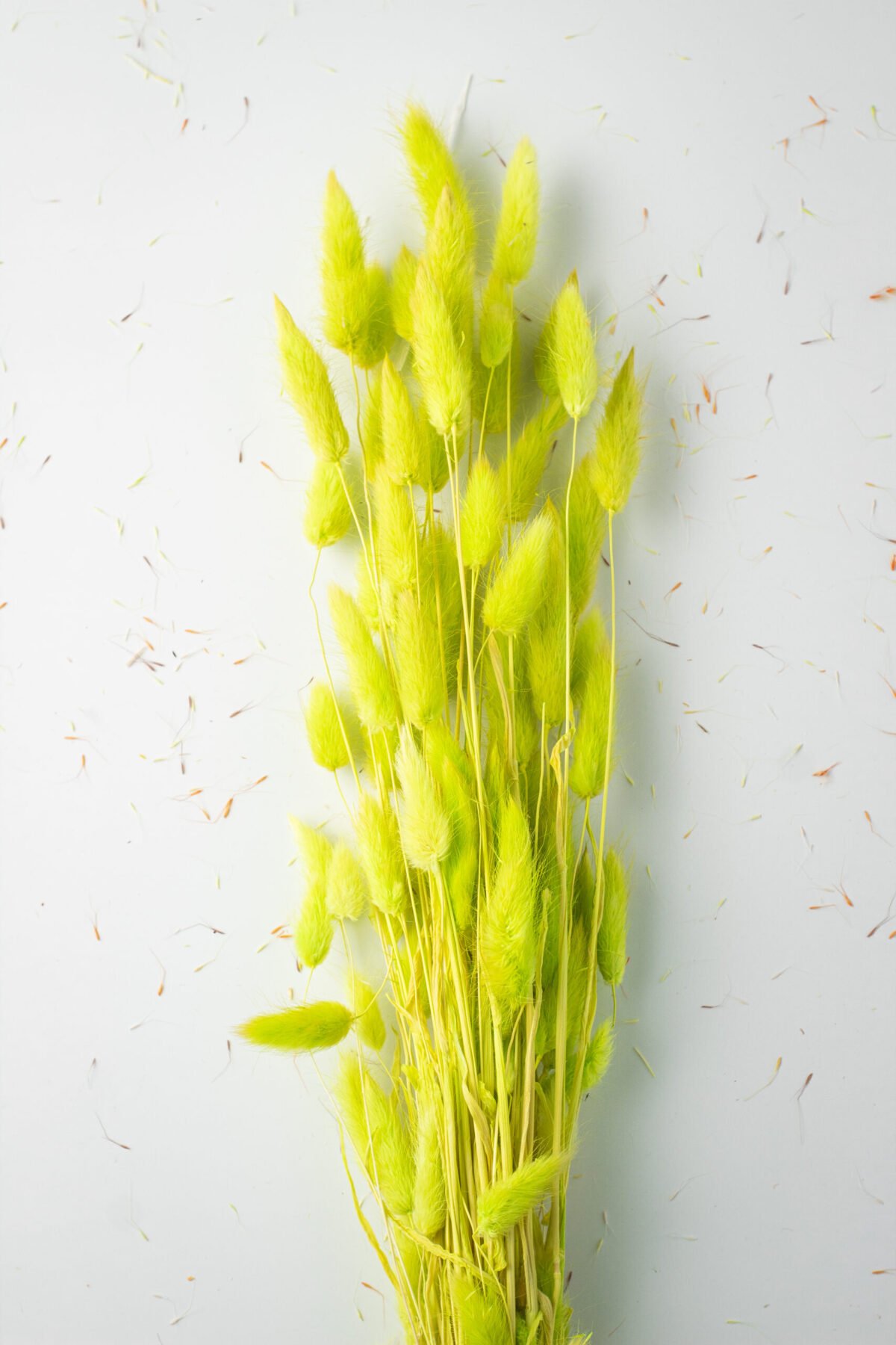 Bunny Tail Stems - Image 8