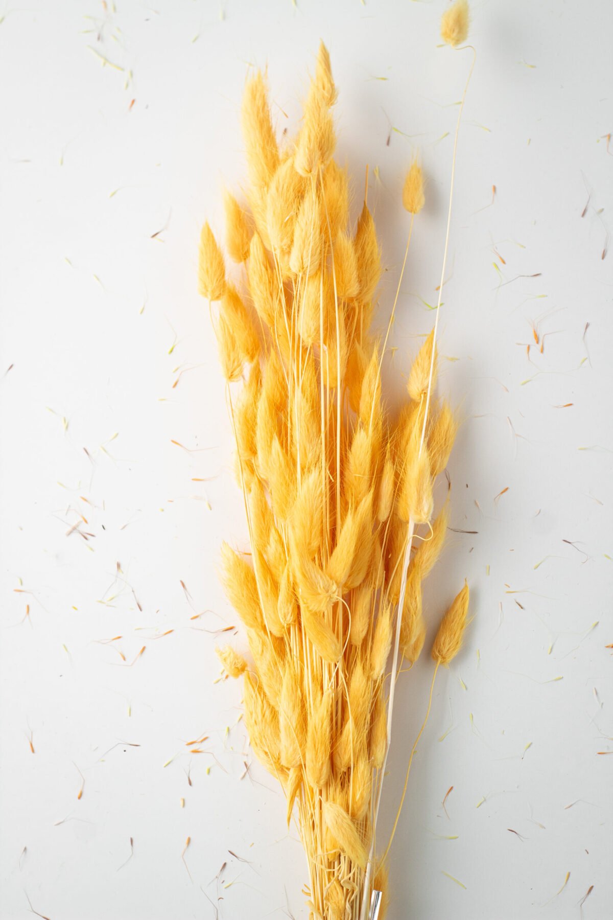 Bunny Tail Stems - Image 9