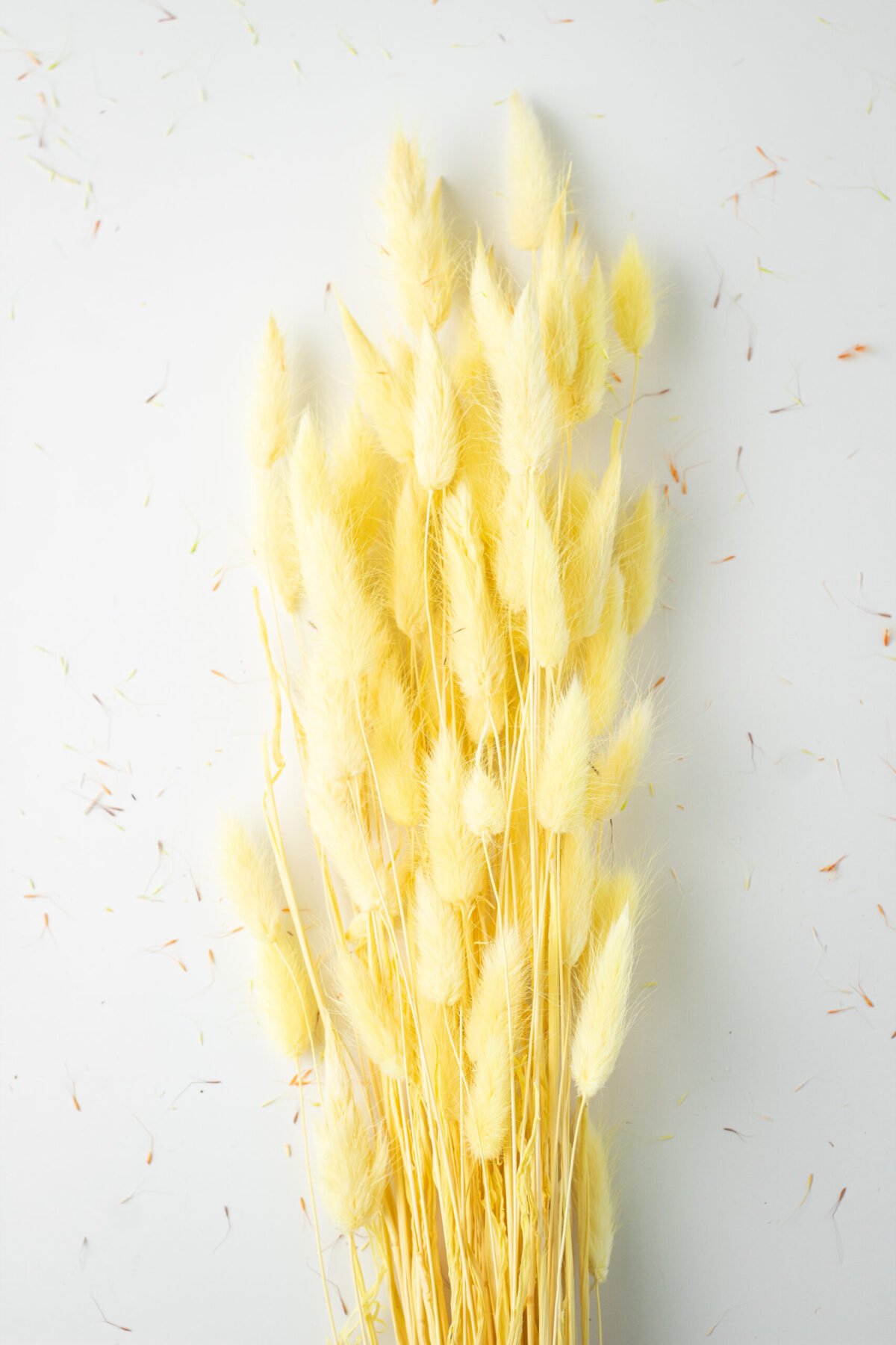 Bunny Tail Stems - Image 10
