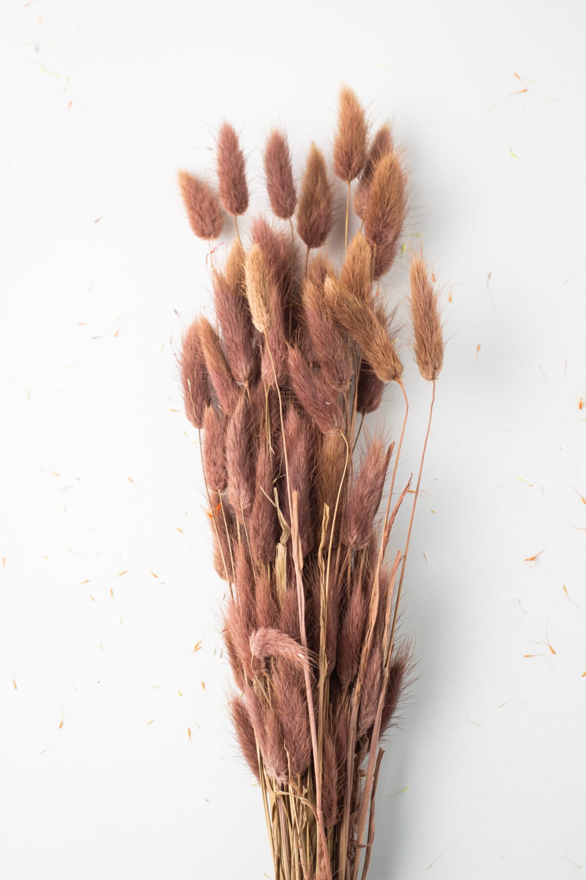 Bunny Tail Stems - Image 11
