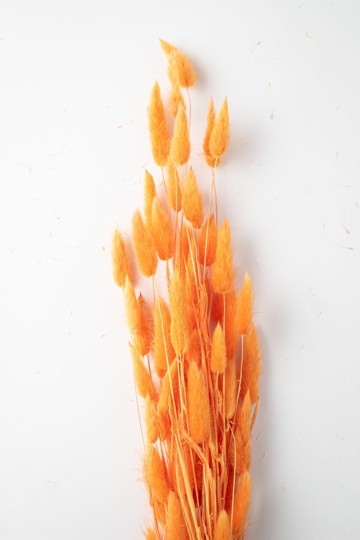 Bunny Tail Stems - Image 7